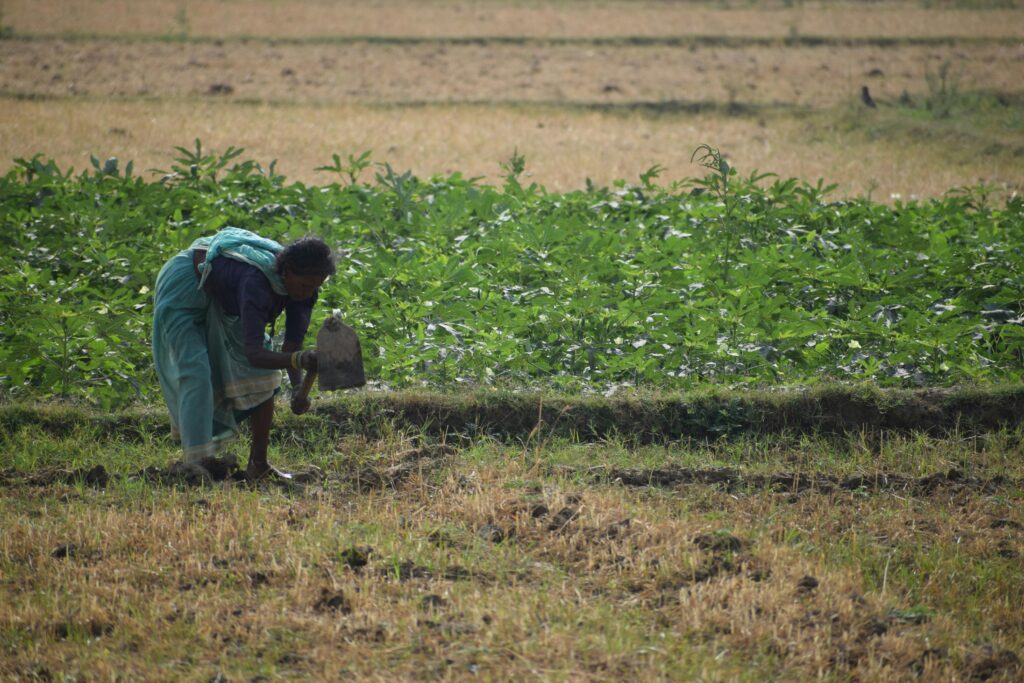 A female farmer working diligently in a verdant agricultural field in India.